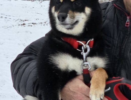 Хлопчик Шиба-іну: Документи КСУ та титуловані батьки