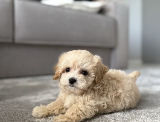 Хлопчик Мальтіпу ф1: Міні бебі фейс