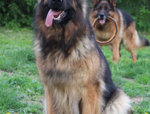 Цуценята Німецької вівчарки: Документи КСУ та топові лінії