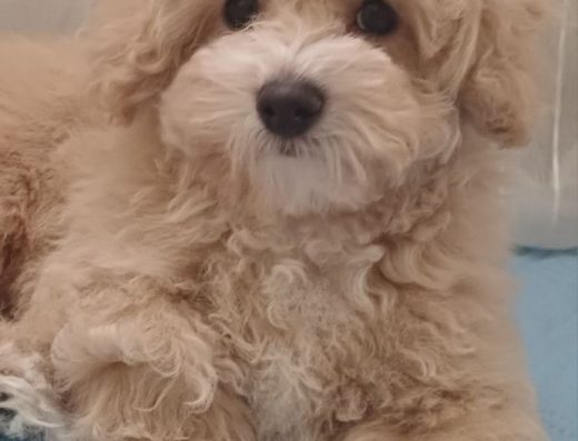 Мальтіпу F1: Хлопчик — генератор щастя до дня закоханих