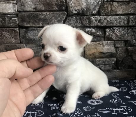 Цуценята Чихуахуа: Маленьке Щастя На Долоні