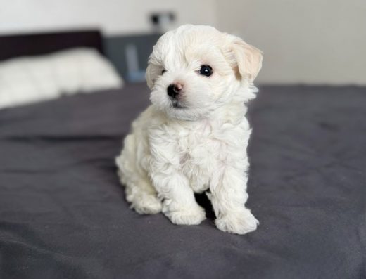 Цуценята Мальтіпу F1: Карамельна дівчинка та білий хлопчик