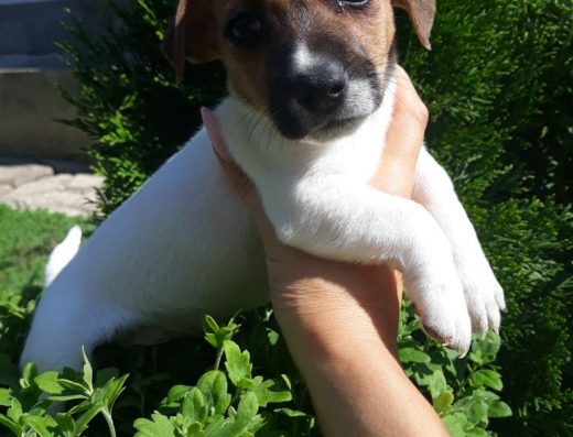 Дівчинка Джек Рассел тер’єр: Сама чарівність з Одеси