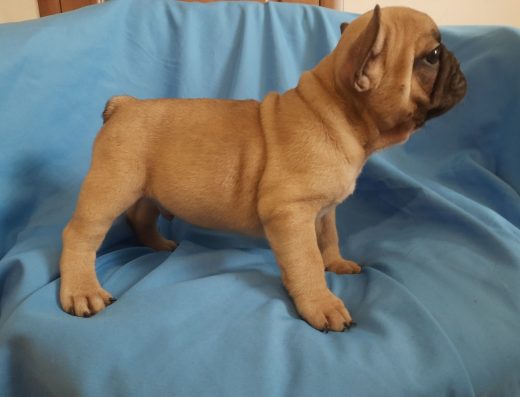 Французький бульдог: Дівчатка та хлопчик з документами