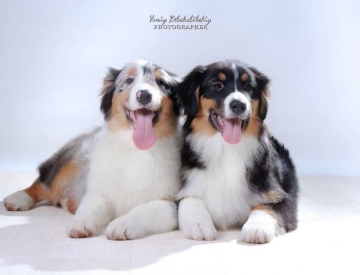 Цуценята Австралійської вівчарки: Хлопчики ауссі