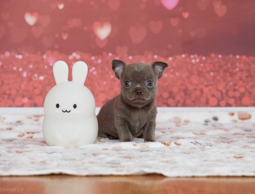 Цуценята Чихуахуа: Блакитні та лілові малюки КСУ