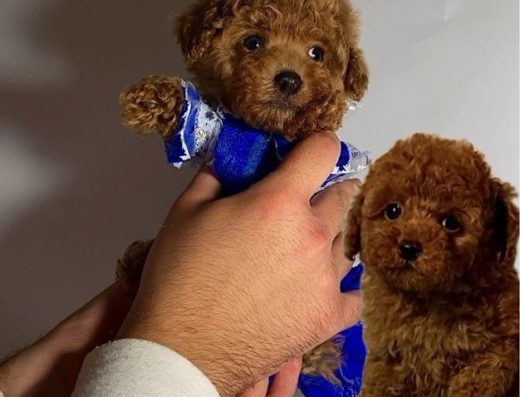 Міні та мікро Мальтіпу: Той пудель бебі фейс