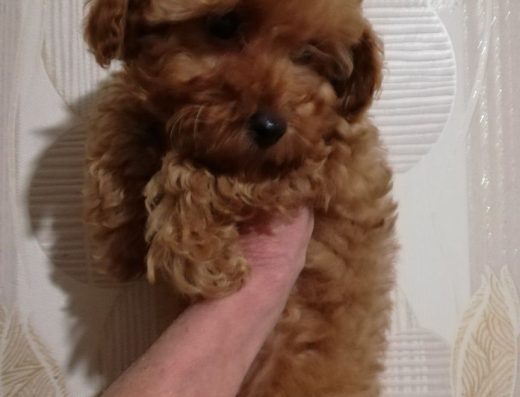 Дівчинка Той пудель: Маленька красуня з шикарною шерстю