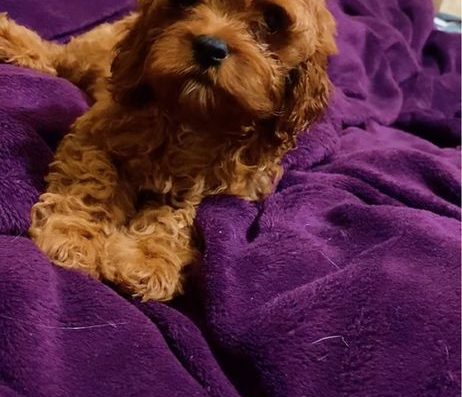 Яскравий хлопчик Кавапу: Красень готовий до переїзду