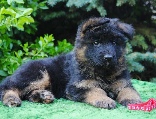 Довгошерста Німецька вівчарка: Дівчинка від титулованих батьків