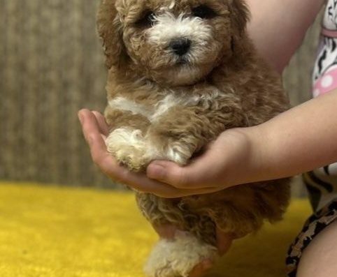 Яскраві цуценята Мальтіпу: Розплідник “Milana pet house”