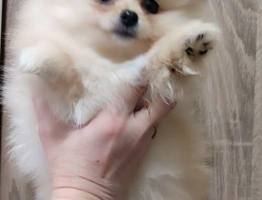 Померанський шпіц: Міні та стандарт у різних забарвленнях