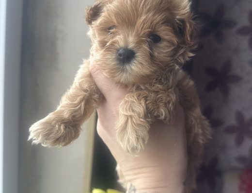 Хлопчики Міні Мальтіпу: Малюки з ветпаспортом у Харкові