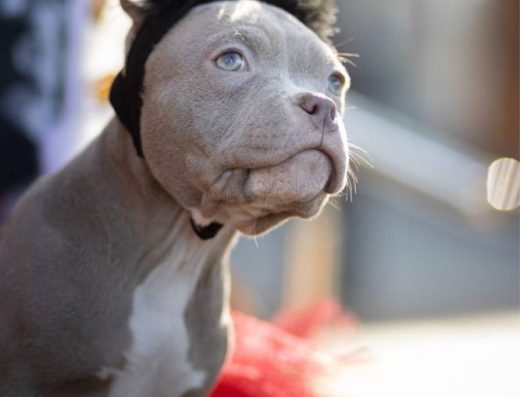 Дівчинка Американського буллі: Лілове забарвлення та документи ABKC