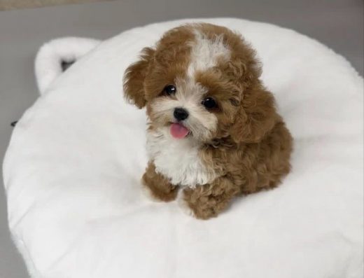 Мальтіпу супер міні: Лялечки F1 та F2