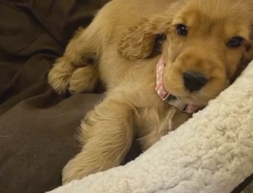 Цуценята Кокер спанієля: Доставка в Німеччину та по світу