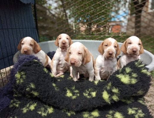 Цуценята Італійського бракко: Лягава для полювання та сім’ї