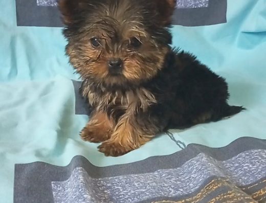 Хлопчики породи Йоркширський тер’єр: Чудові малюки з документами