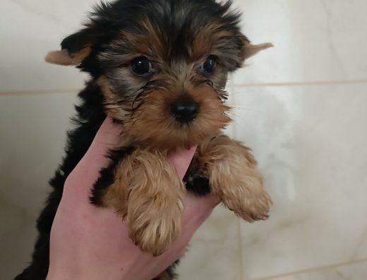 Милий хлопчик породи Йоркширський тер’єр: Стандарт у Одесі