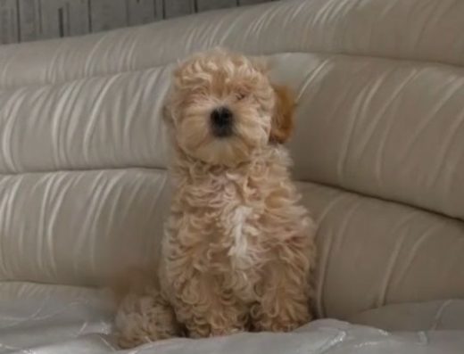 Дівчинка Мальтіпу до 2 кг: Карамельне щастя