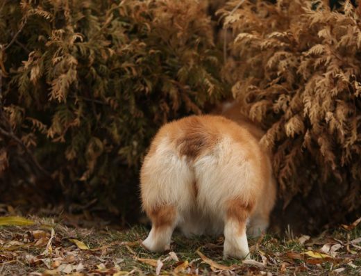 Булка Коргі Пемброк: Дівчинка бобтейл з документами FCI