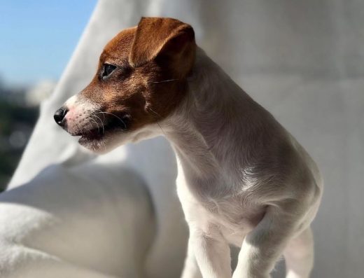 Надзвичайна дівчинка породи Джек Рассел тер’єр: Шикарна малеча з розплідника КСУ