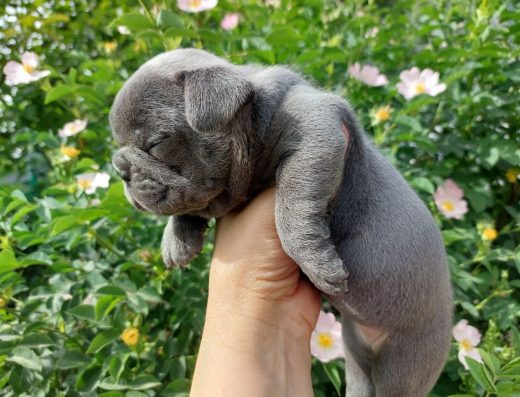 Дівчинка Французького бульдога: Блакитне забарвлення та бронь