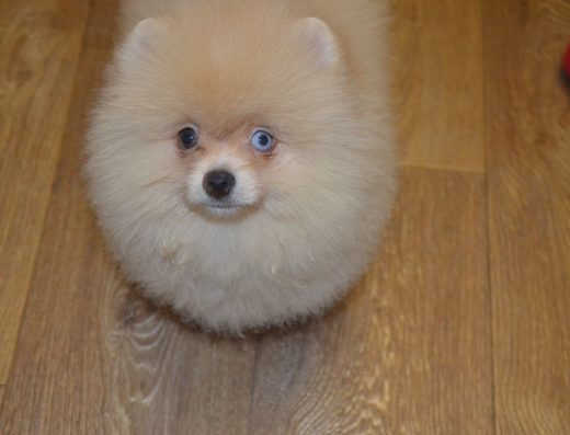 Померанський ведмедик: Блакитноокий хлопчик з доставкою