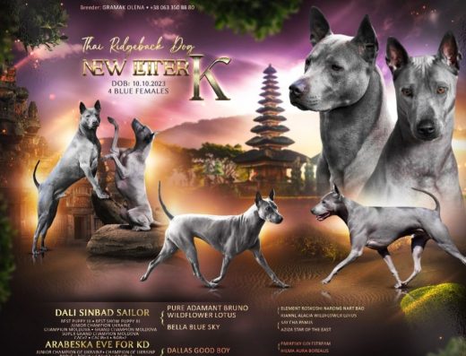 Дівчатка Тайського ріджбека: Блакитне забарвлення, тип велюр