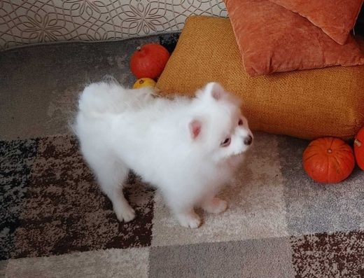 Біліший за сніг: Грайливий хлопчик Шпіц у Києві