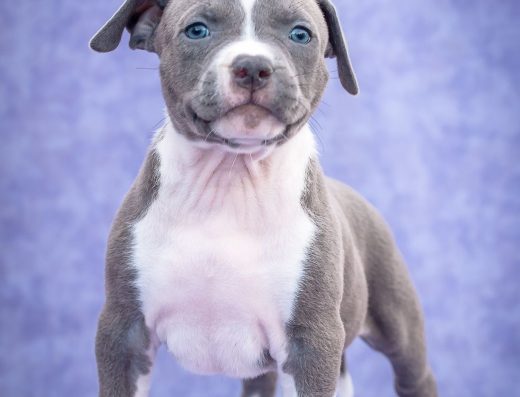 Блакитний хлопчик Кане-корсо: Могутній воїн із розплідника КСУ