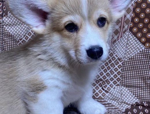 Вельш коргі пемброк: Хлопчики з розплідника “Royal Alpine Tribe”