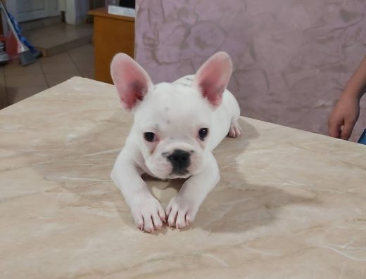 Ветеринарна клиника „Орион“