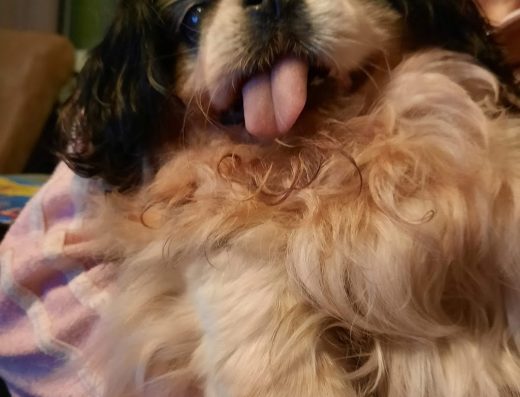 Ветеринарен Кабинет “Дружба”