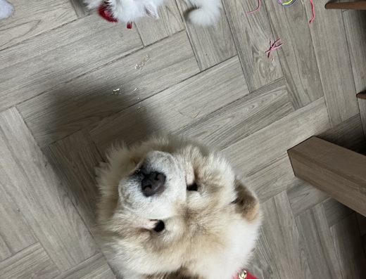 Ветеринарна клиника “ANYCARE”