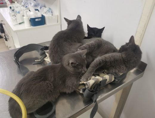 Ветеринарна клиника “Байвет”