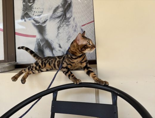 Ветеринарна клиника “Джаф и Мъри”