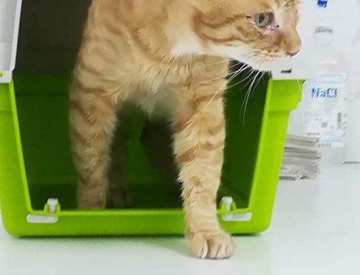 Ветеринарна клиника „Нова“