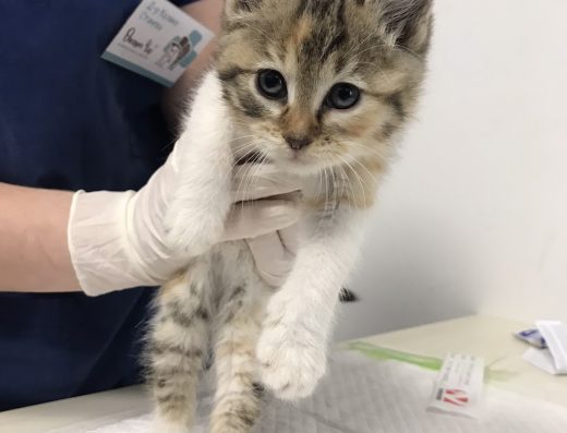 Ветеринарна клиника „Опашен Чар“ / Tails charm