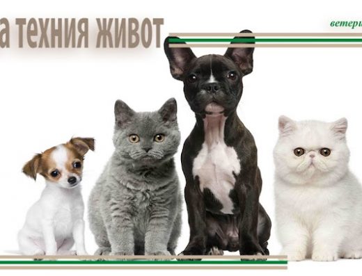 ветеринарна клиника „Парадайс“