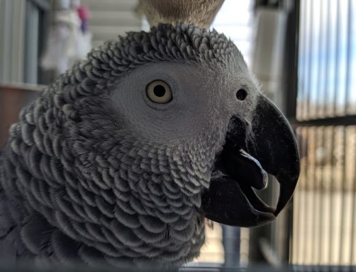 Ветеринарна клиника “Син Кръст”