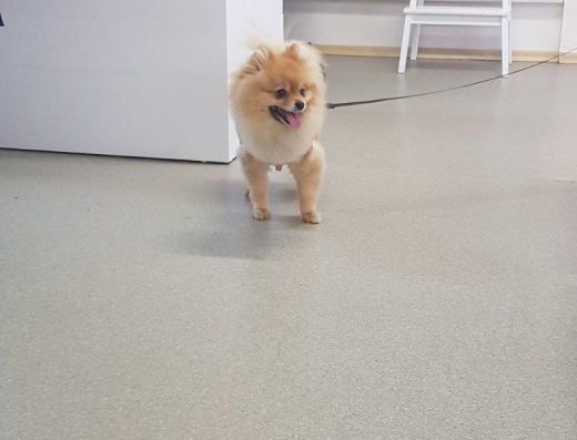 Ветеринарна клиника “Сити”