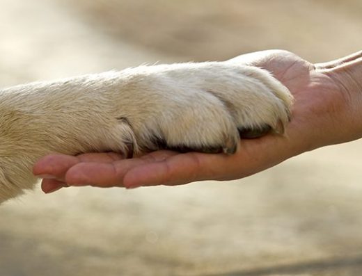 Ветеринарна клиника “София”