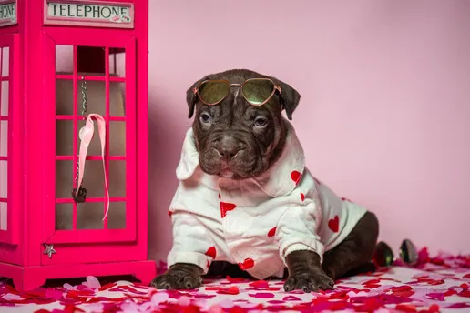 Американський Буллі: Перспективні цуценята для виставок