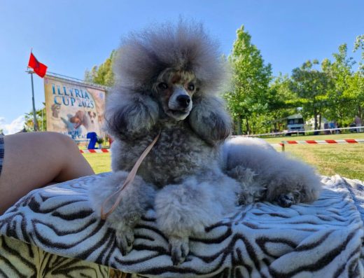 Груминг салон „VIP Pet“