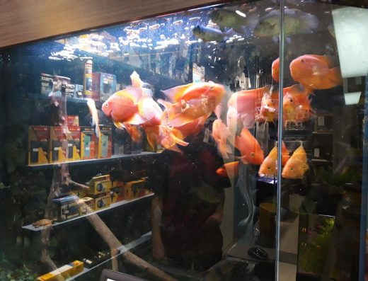 АКВАДИЗАЙН Акваристика-бул.Ситняково