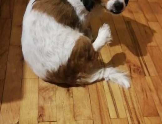 Ветеринарна клиника „БУЛВЕТ“