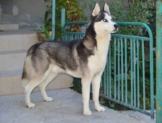 Ветеринарен кабинет д-р Орлин Илиев