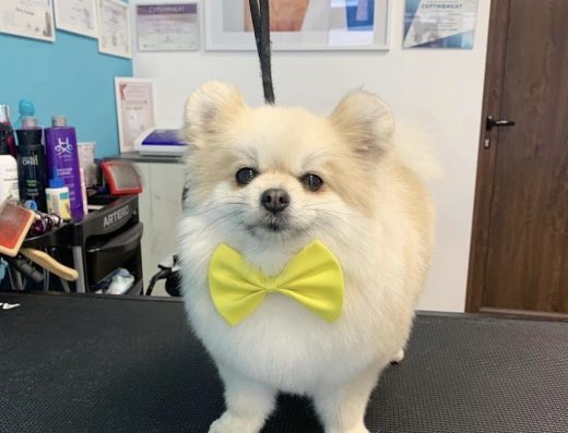 Груминг салон „Fashion Dogs“
