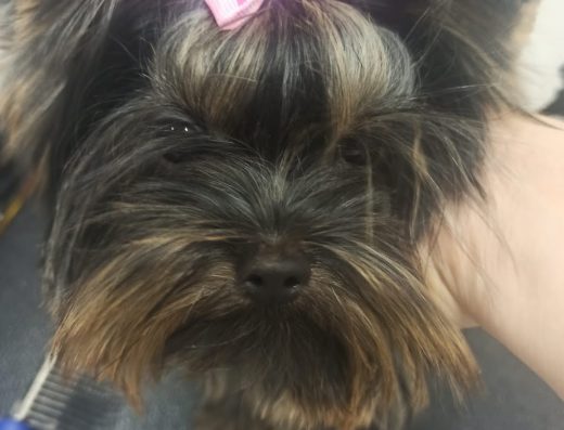 Груминг студио “HUSH PUPPIES“